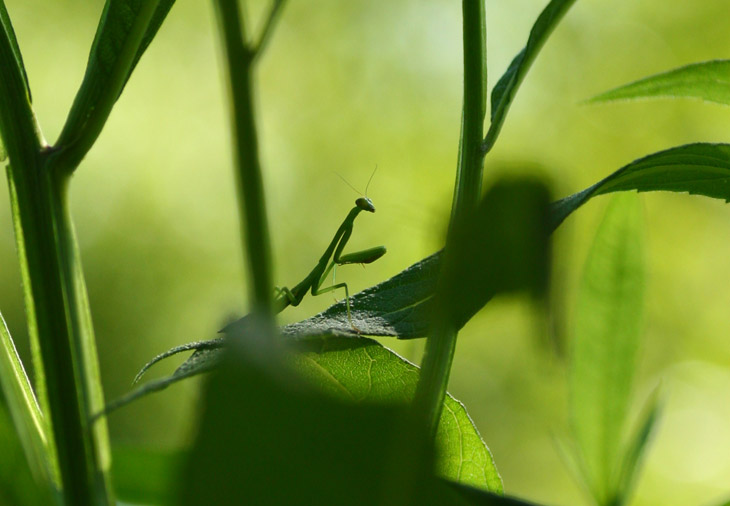 Chinese mantis Tenodera aridifolia sinensis nymph closer with green background