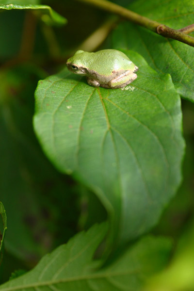 juvenile squirrel treefrog Hyla squirella perched on leaf