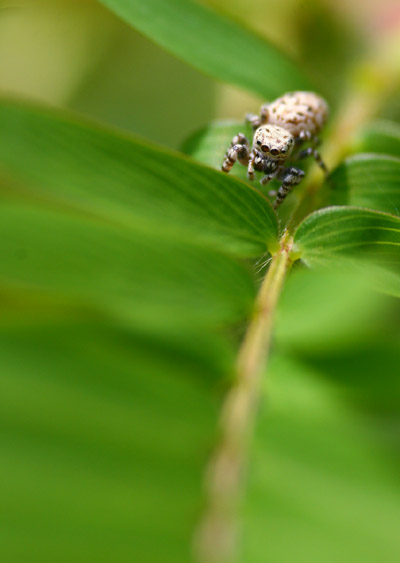 jumping spider on mimosa