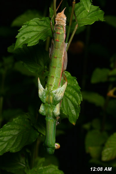 Chinese mantis Tenodera aridifolia sinensis early in molting process