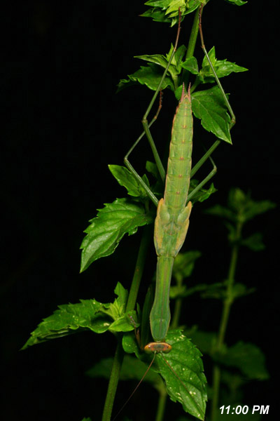 Chinese mantis Tenodera aridifolia sinensis on spearmint plant
