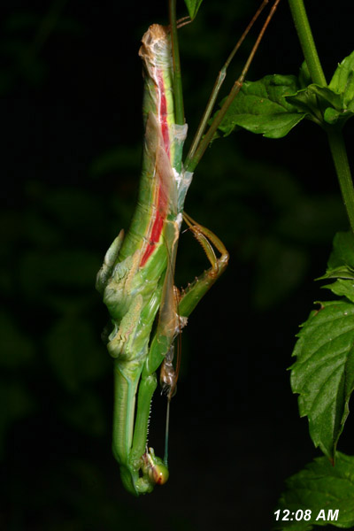 Chinese mantis Tenodera aridifolia sinensis molting, legs not free