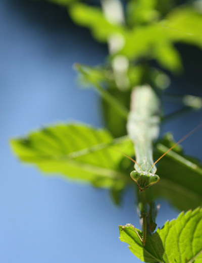 Chinese mantis Tenodera aridifolia sinensis on spearmint plant against sky