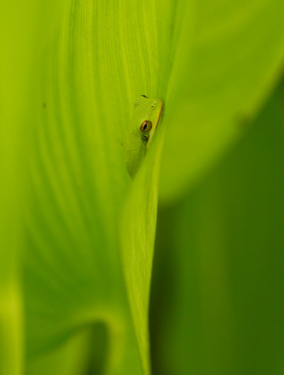 green treefrog Hyla cinerea on pickerelweed Pontederia leaf