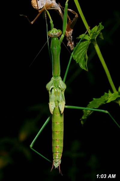 Tenodera aridifolia sinensis immediately before expanding the wings