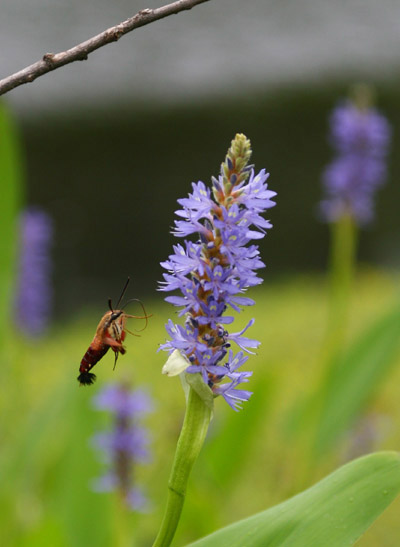 Unidentified Hemaris approaching Pontederia flowers