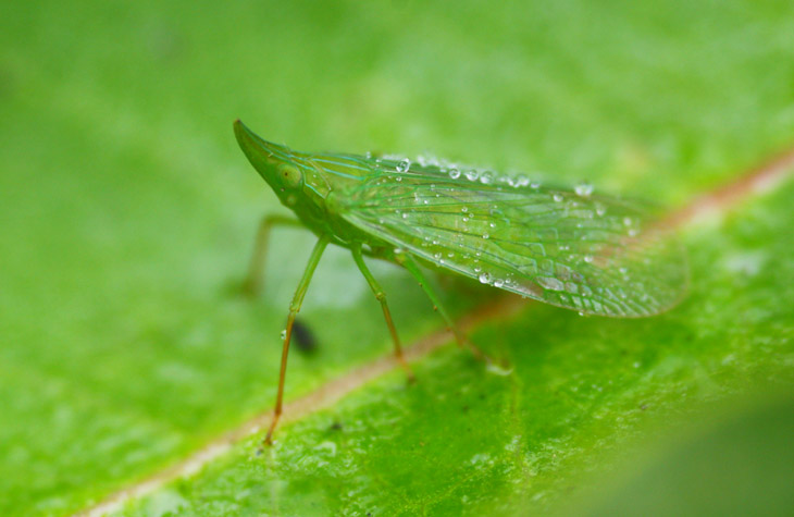 sharp-nosed planthopper Rhynchomitra with morning dew