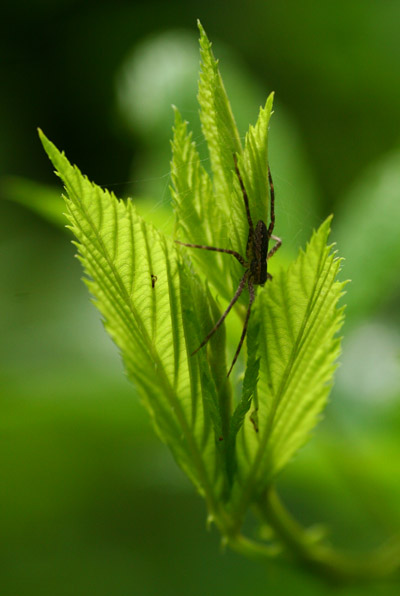 nursery web spider Pisaurina mira on top of raspberry plant