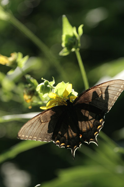 Eastern tiger swallowtail Papilio glaucus dark phase female on unidentified flower