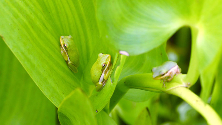 trio of green treefrogs Hyla cinerea on pickerelweed Pontederia