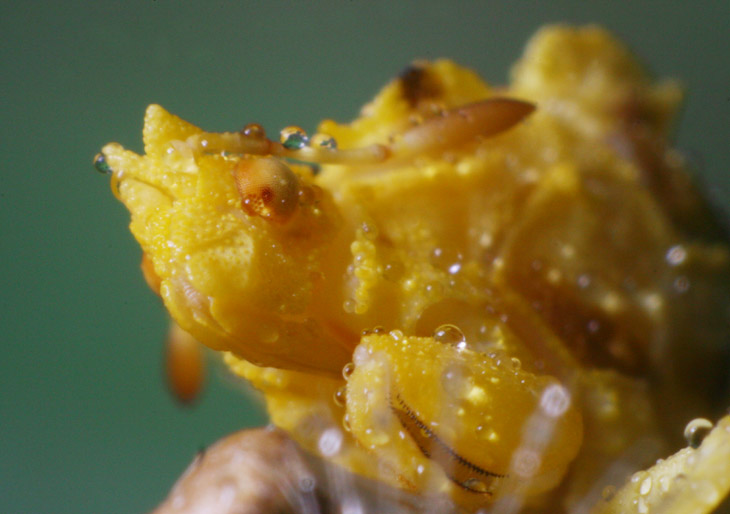 misted jagged ambush bug Phymata