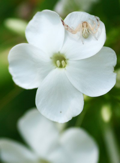 tiny white crab spider perhaps Mecaphesa on flower