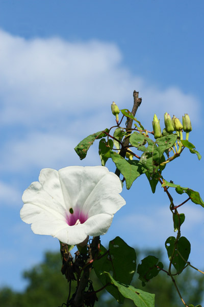 white morning glory blossom against blue sky