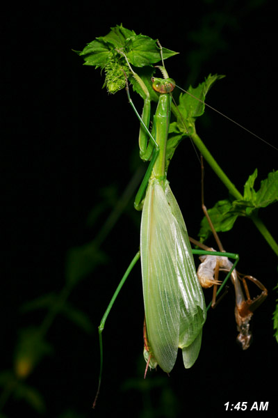 Chinese mantis Tenodera aridifolia sinensis extending wings after molt