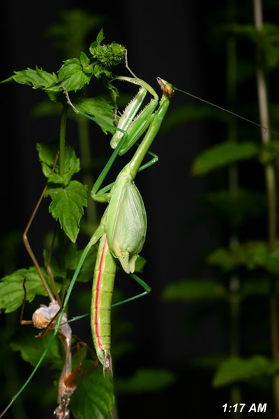 Chinese mantis Tenodera aridifolia sinensis extending wings after molt