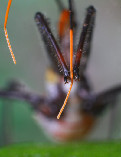 wheel bug Arilus cristatus cleaning antenna with forelegs