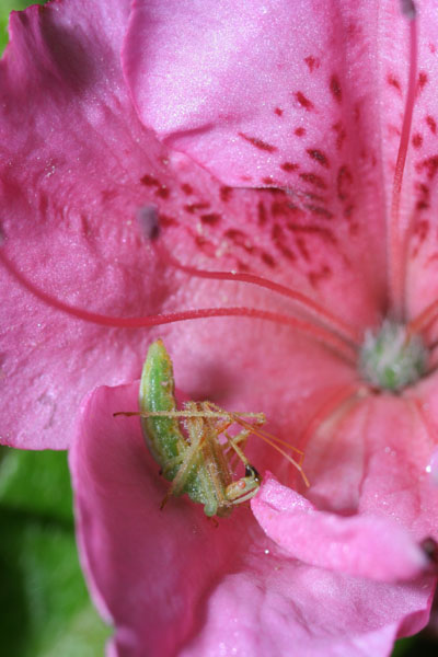 assassin bug Zelus luridus on pink azalea blossom