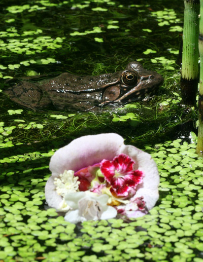 green frog Lithobates clamitans in duckweed pond with stray flower blossom