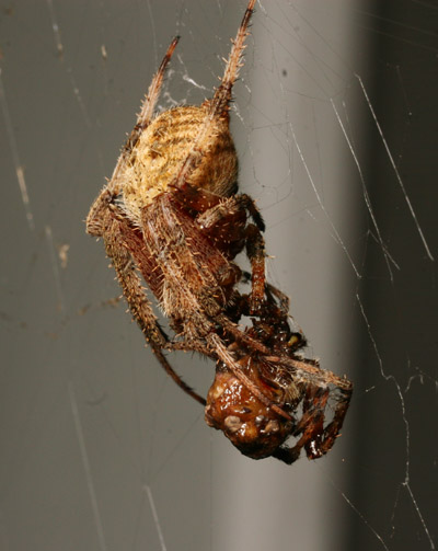one barn spider Araneus cavaticus eating another