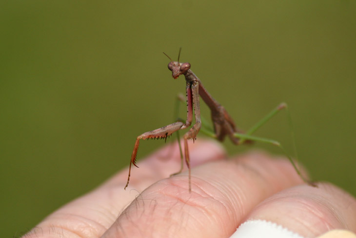 Carolina mantis Stagmomantis carolina on hand for scale