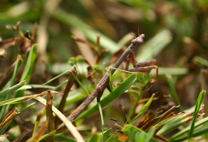 Carolina mantis Stagmomantis carolina posing in grass