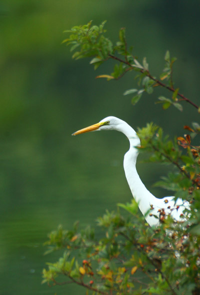 great egret Ardea alba peering past foliage