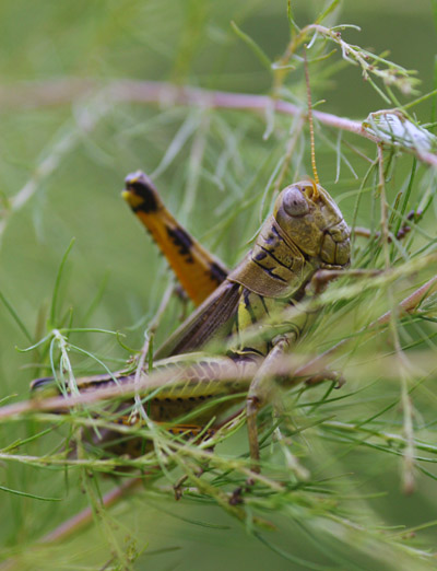 unidentified grasshopper locust in foliage
