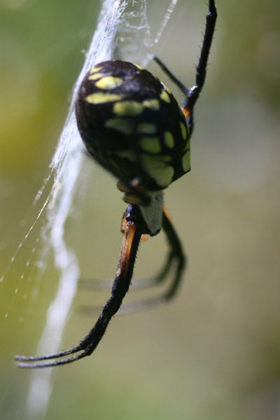 pregnant black-and-yellow argiope, Argiope aurantia garden spider