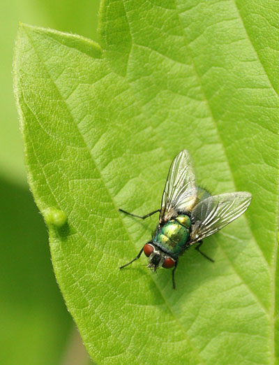 green blowfly on green leaf