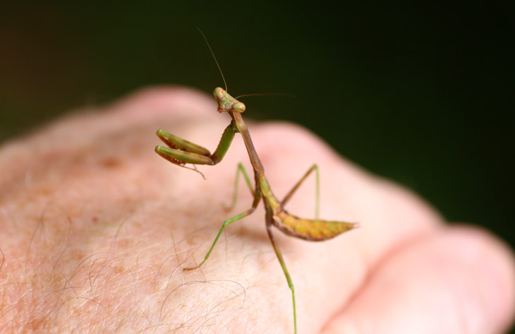 Unidentified mantis on hand for scale