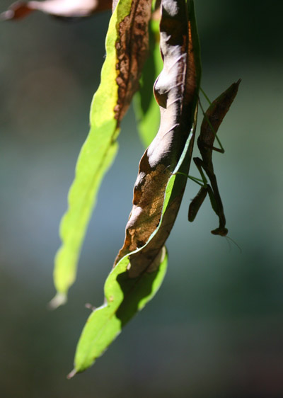 Unidentified mantis still there