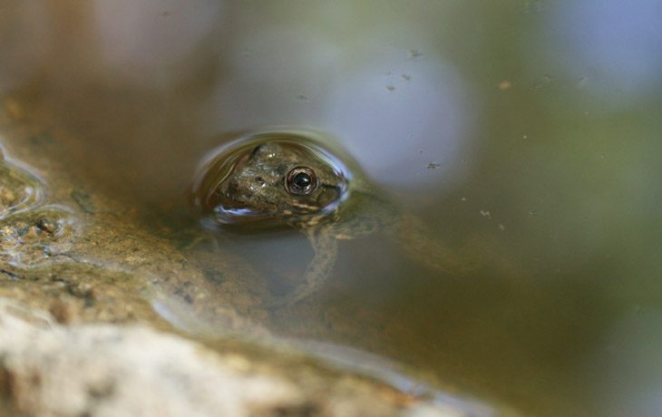 green frog Lithobates clamitans peeking from concrete pool