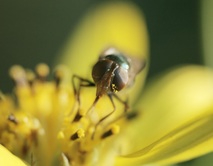 unidentified possible syrphid fly on flower