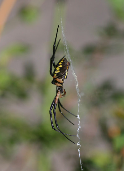 Not pregant black-and-yellow argiope Argiope aurantia garden spider