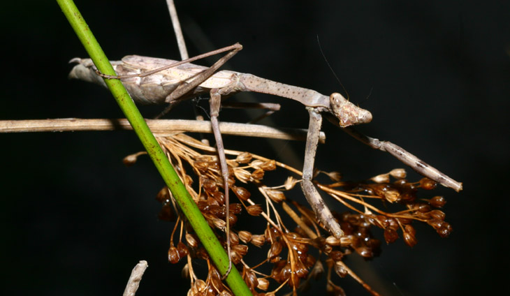 Pregnant Carolina mantis Stagmomantis carolina