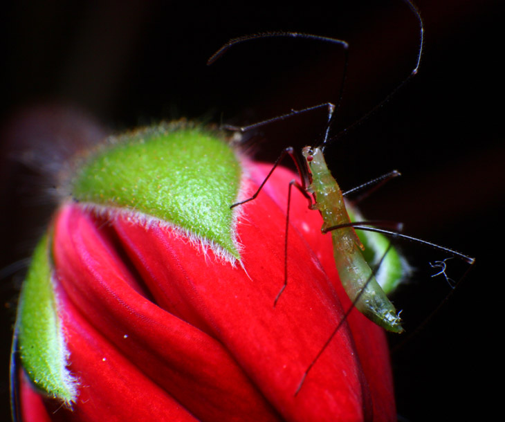 unidentified Hemipteran on geranium bud