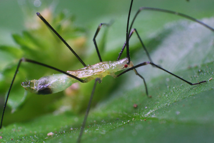 Unidentified hemipteran profile