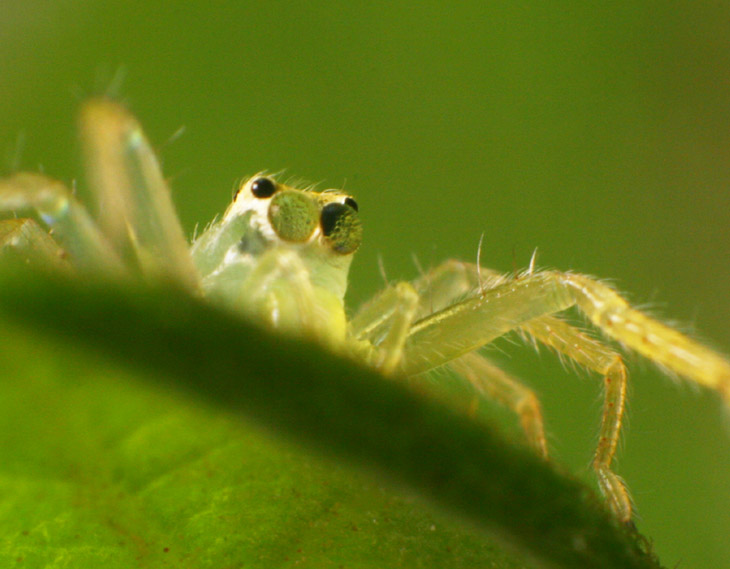 magnolia green jumping spider Lyssomanes viridis showing odd lens effect in eyes