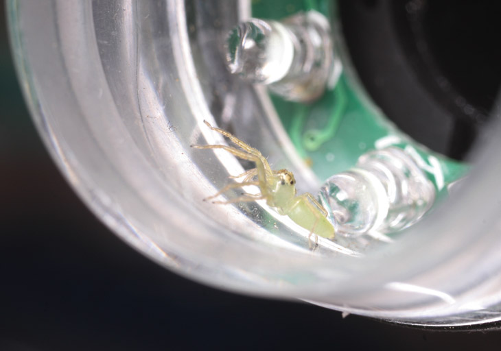 magnolia green jumping spider Lyssomanes viridis inside collar of USB microscope