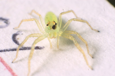 magnolia green jumping spider Lyssomanes viridis on index card