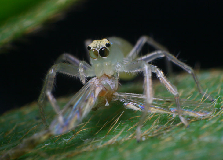 magnolia green jumping spider Lyssomanes viridis with unidentified midge prey