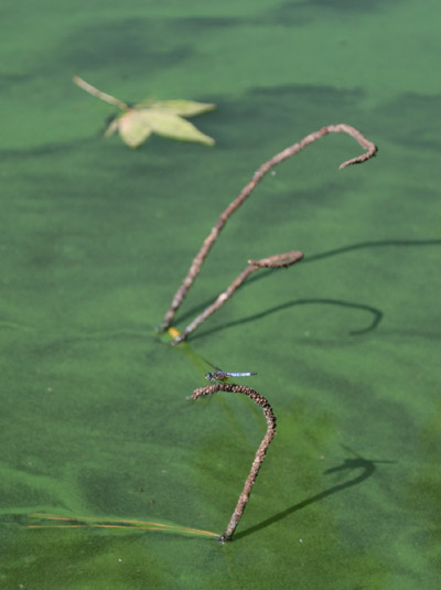 blue dasher dragonfly Pachydiplax longipennis on partially submerged pine branch