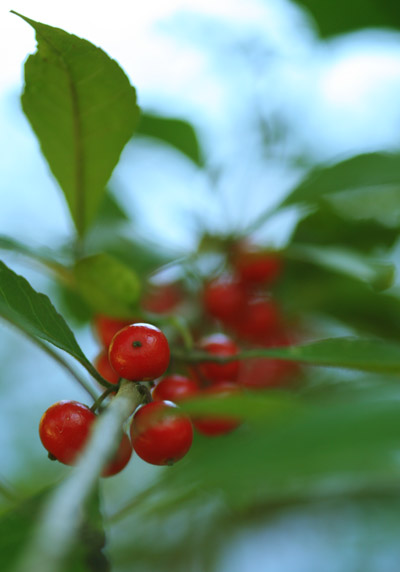 unidentified berries in low depth of field