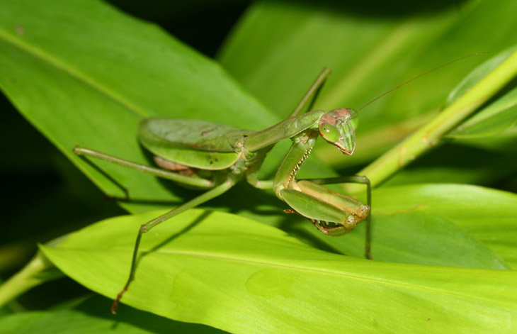 pregnant Chinese mantis Tenodera sinensis