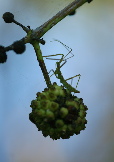 pale green assassin bug Zelus luridus on button bush pod