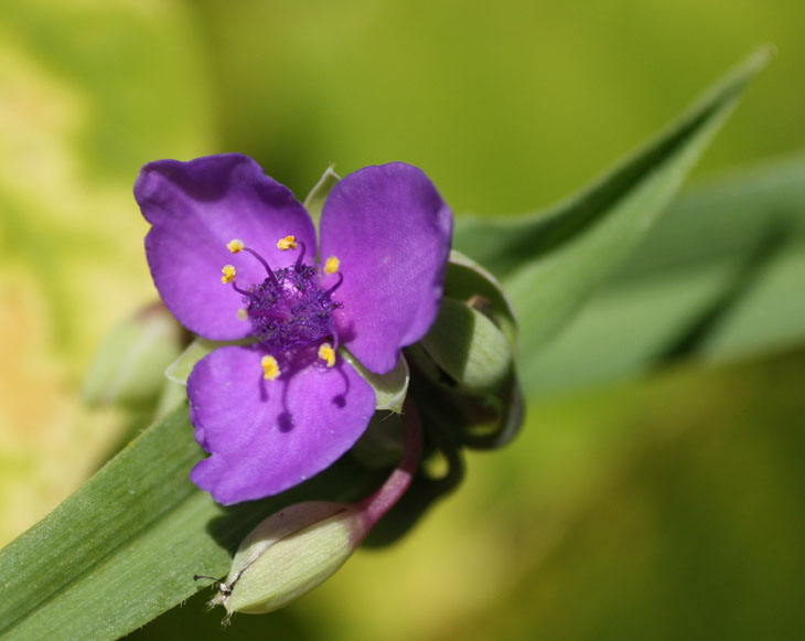 hairy-stem spiderwort Tradescantia hirsuticaulis