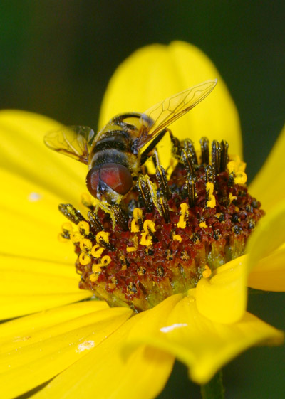 hoverfly syrphid cleaning itself while buried in pollen