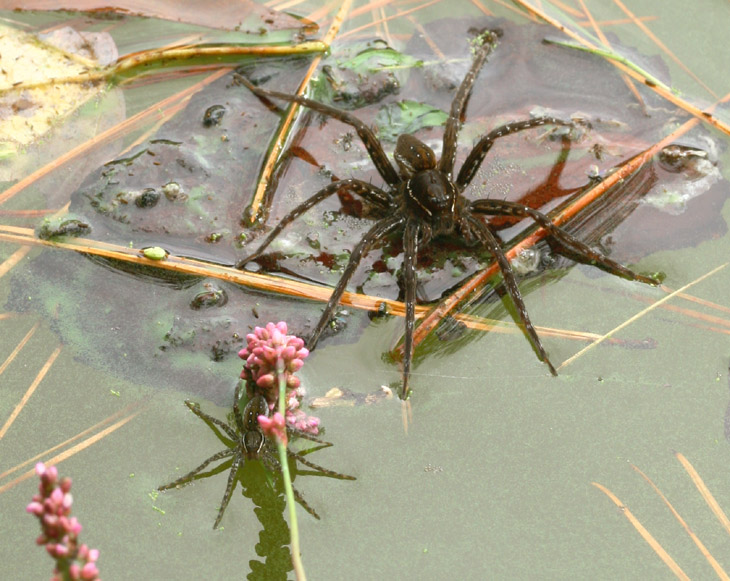 a pair of six-spotted fishing spiders Dolomedes triton