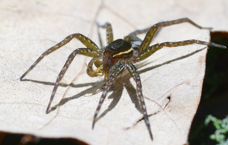 six-spotted fishing spider Dolomedes triton on leaf eating another spider