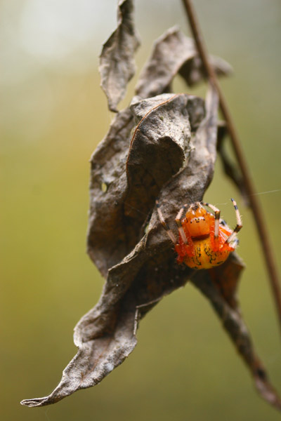 marbled orb weaver Araneus marmoreus on black leaf